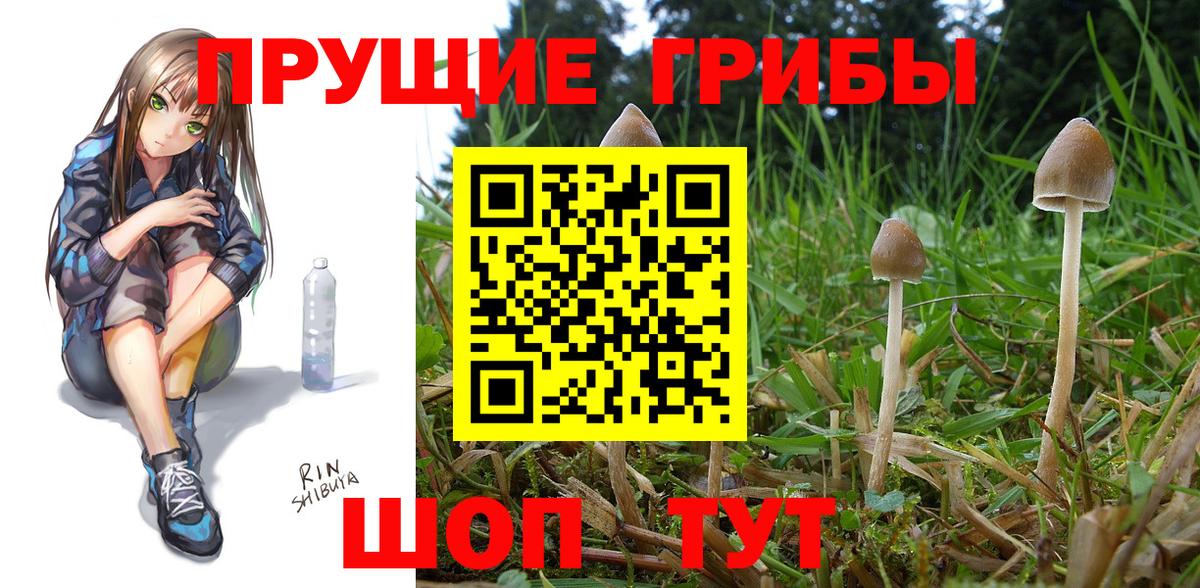 Россия  Псилоцибиновые грибы Cubensis  купить  цена  Псилоцибиновые грибы прущие грибы  Вход с VPN 